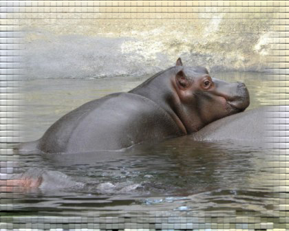 Emmen - jong nijlpaard op rug moeder