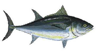 Lees Wikipedia over de tonijn