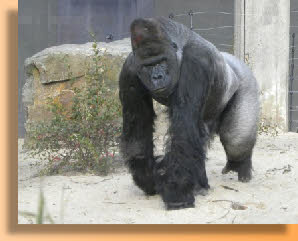 Zilverrug - mannetje westelijke laaglandgorilla