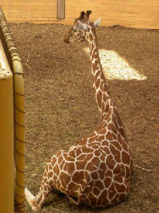 Giraffe - foto 2011