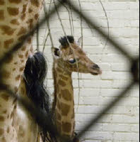 Bekijk dierenfoto's, zoals een 3 weken jonge giraffe