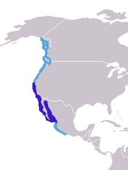 Verspreidingsgebied Californische zeeleeuw