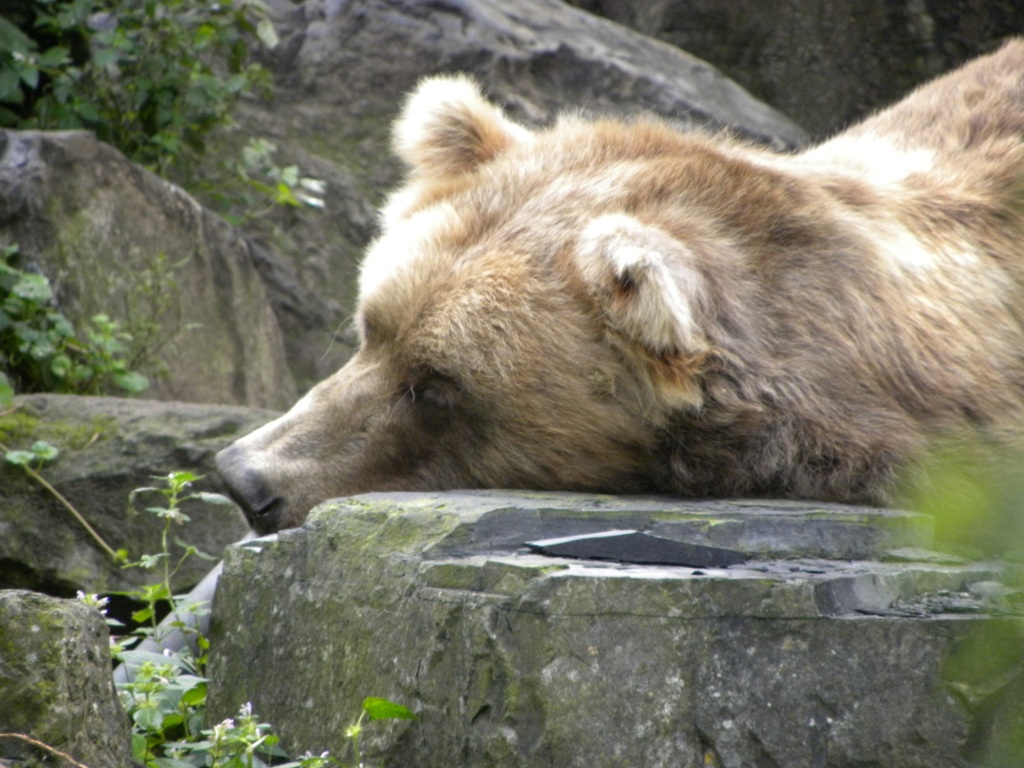 Een Kodiakbeer