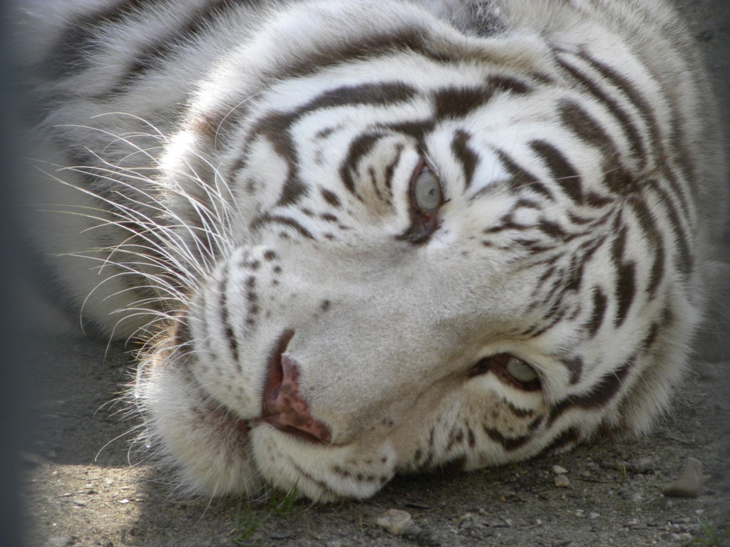 Witte tijger - Ouwehands